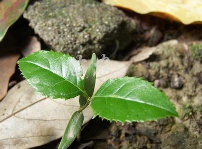 桂花树的桂花圃地栽植